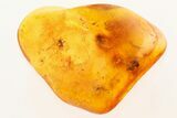 Detailed Fossil Ant (Formicidae) with Bubbles in Baltic Amber #272138-1